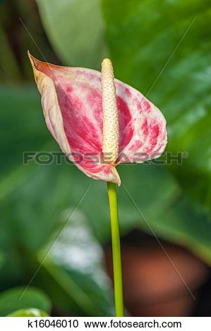 Stock Photography of Anthurium andraeanum k16046010.