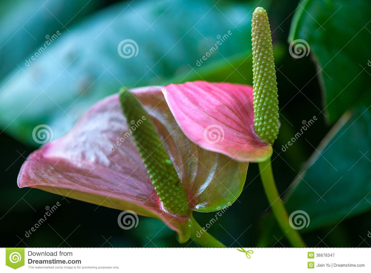 Anthurium (Anthurium Andraeanum) Stock Photo.