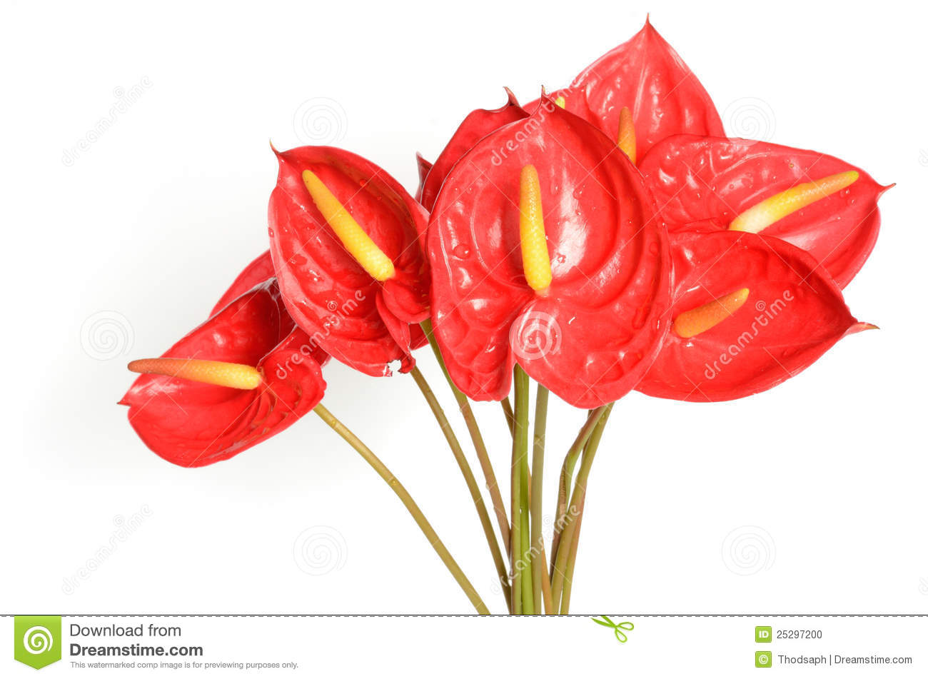 Red Anthurium Flowers Royalty Free Stock Photo.