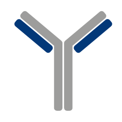 antibody png 20 free Cliparts | Download images on Clipground 2024