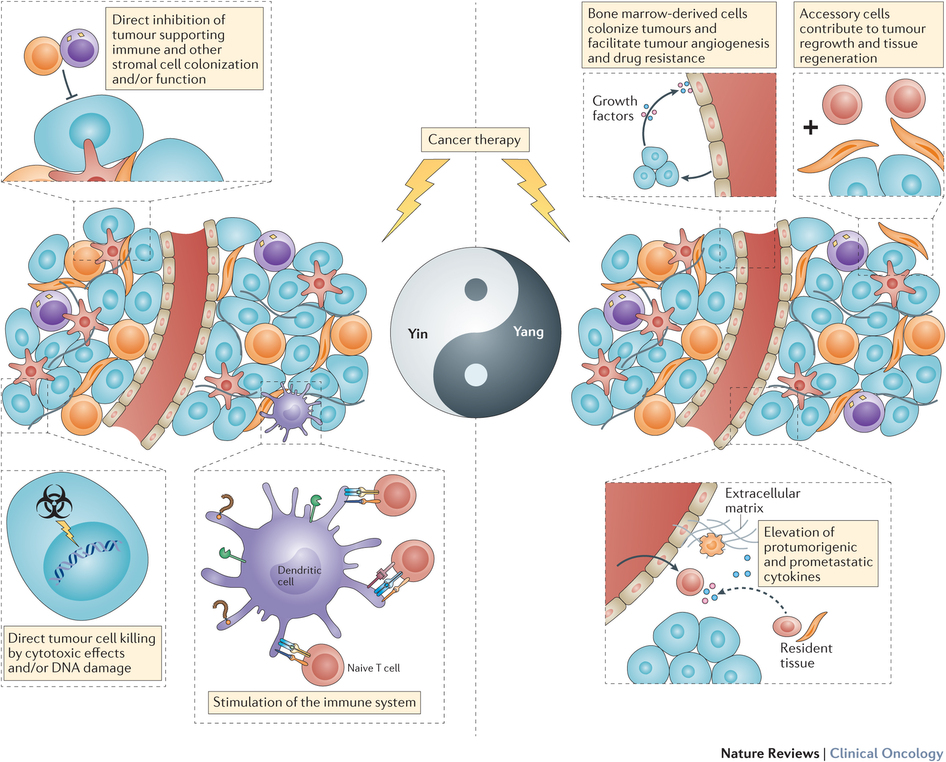 Balancing efficacy of and host immune responses to cancer therapy.