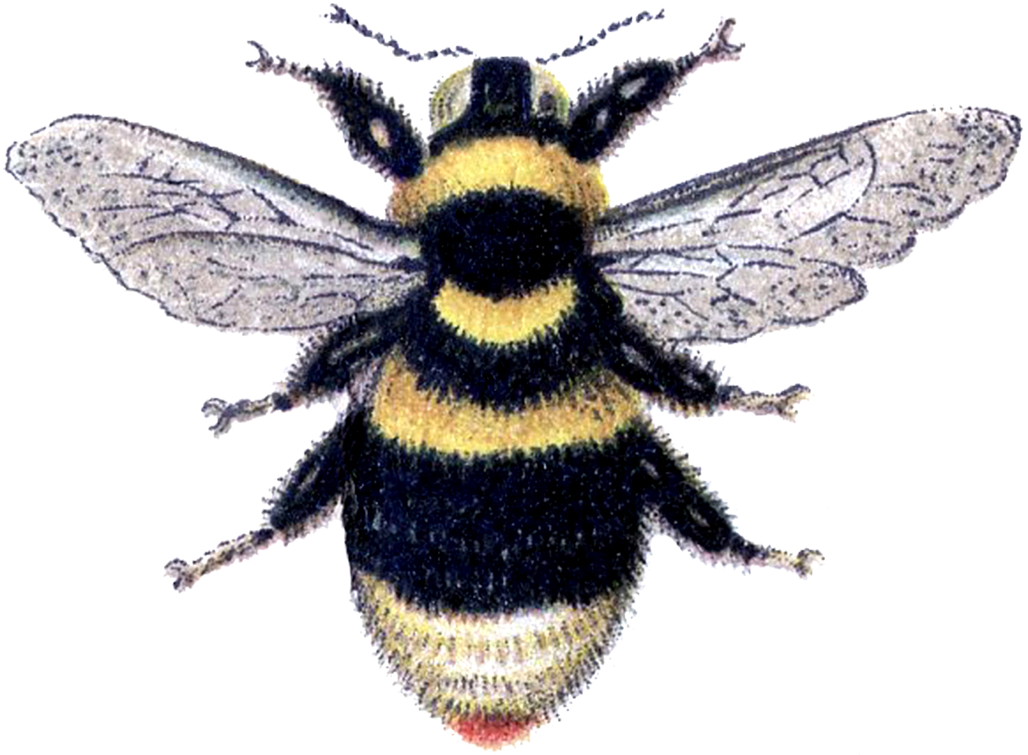 15 Bee Images.