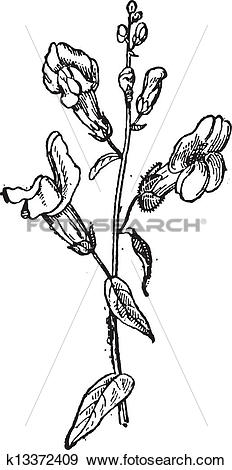 Clip Art of Common Snapdragon or Antirrhinum majus, vintage.
