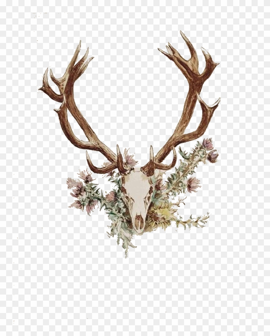 Antlers And Flowers Png Free.