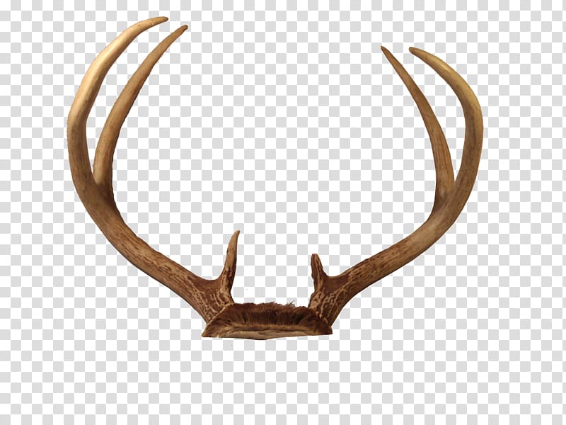 Brown antler illustration, Reindeer Horn Antler, Deer.