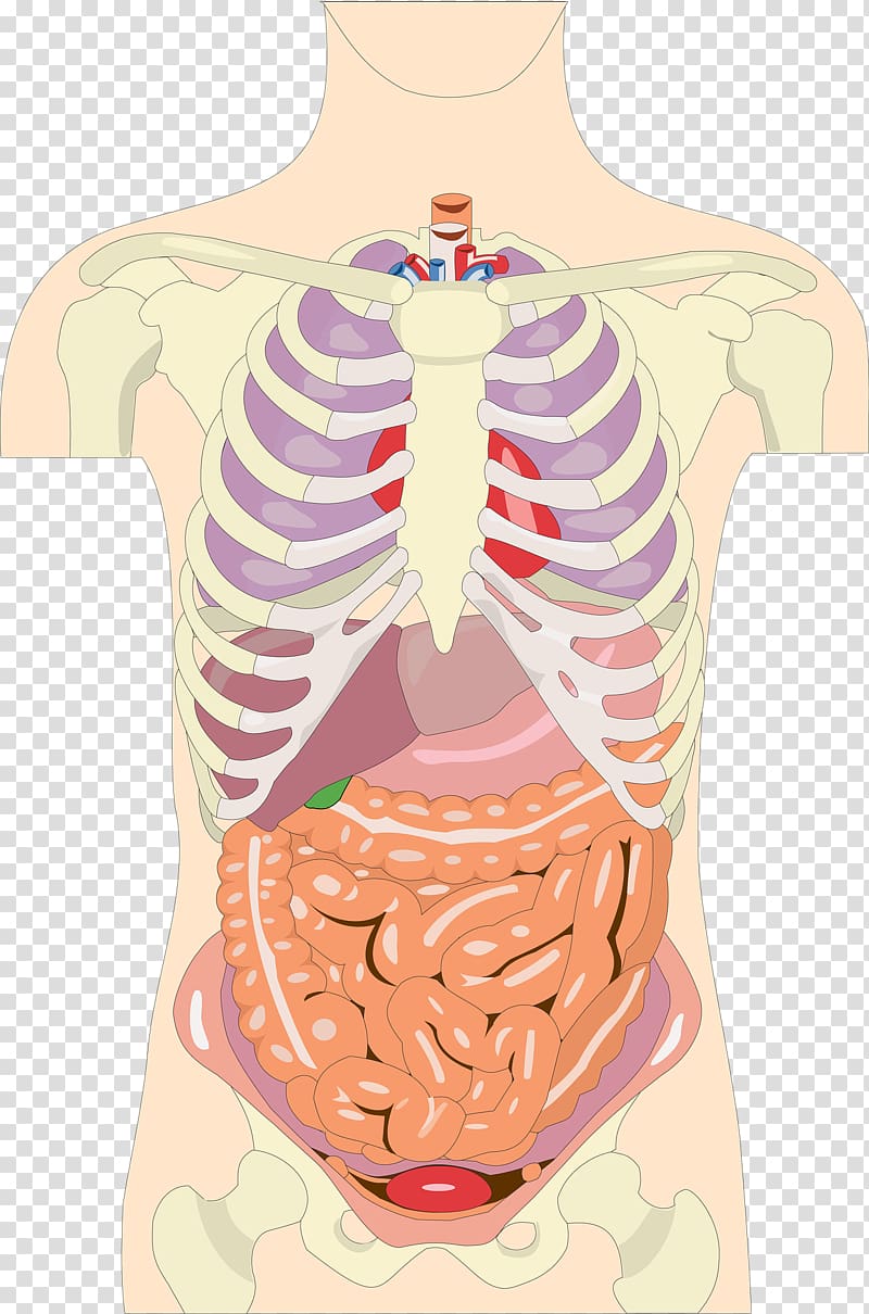 Organ Human body Anatomy Torso Homo sapiens, others.