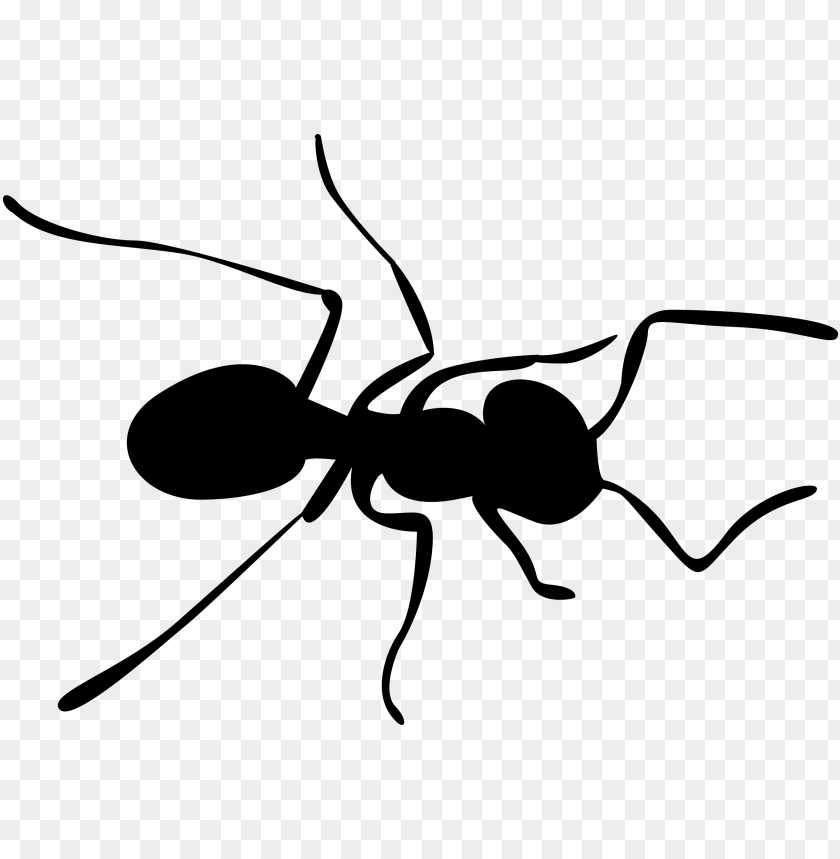 Download ants clipart png photo.