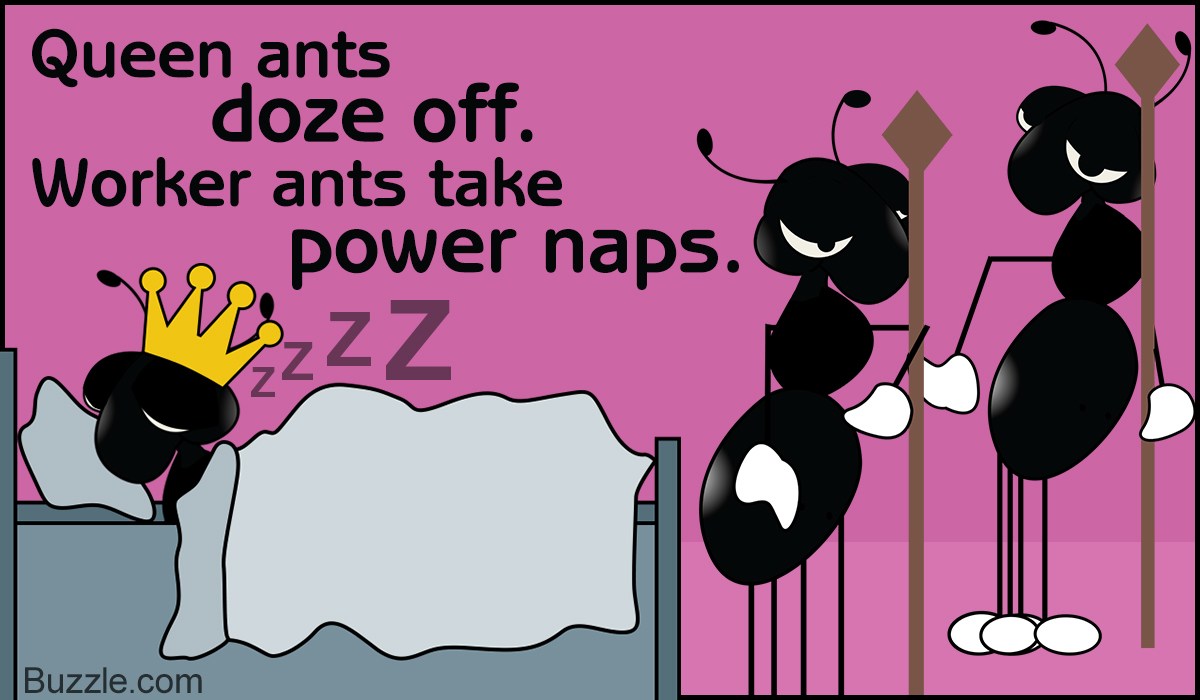 ants dont sleep