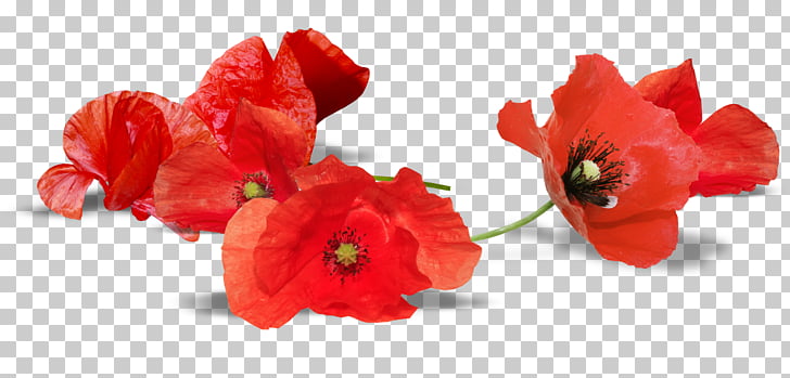 South Australia Armistice Day Anzac Day Remembrance poppy.