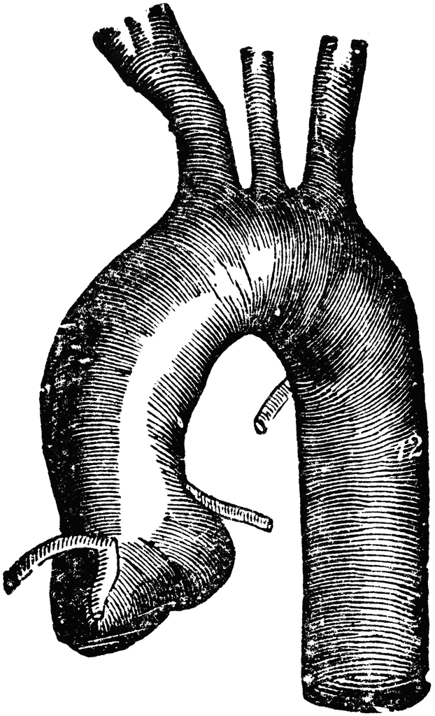 Aorta Clip Art.