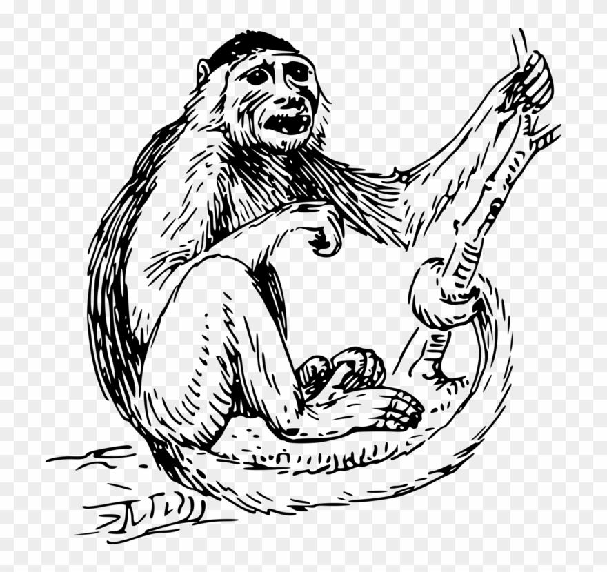 Capuchin Monkey Primate Spider Monkey Drawing.