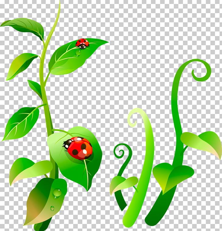 Insect Ladybird Aphid Plant Leaf PNG, Clipart, Amphibian.