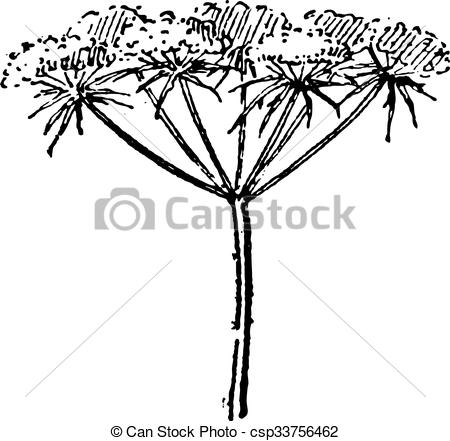 Apiaceae Clipart and Stock Illustrations. 52 Apiaceae vector EPS.