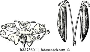 Apiaceae Clipart and Illustration. 44 apiaceae clip art vector EPS.