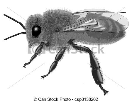 Clip Art of Honey Bee.