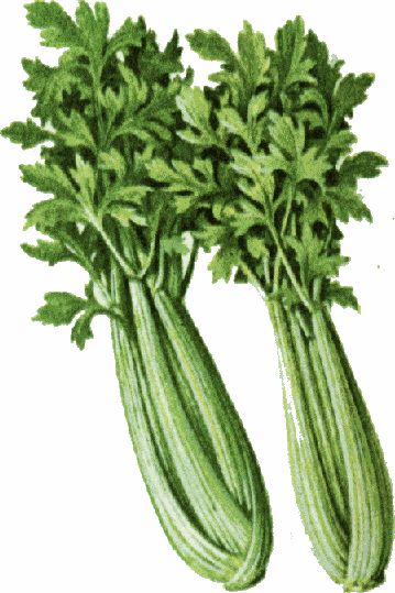 Clip art celery.
