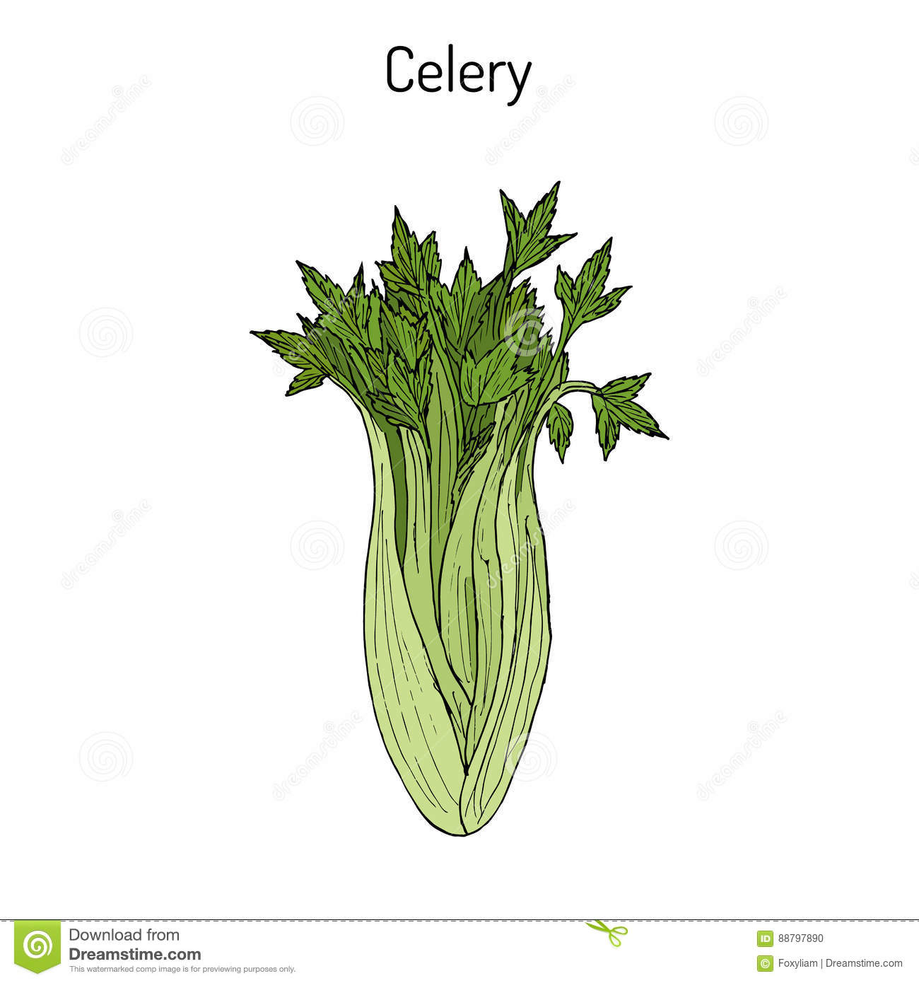Celery Apium Graveolens , Vegetable Plant Stock Vector.