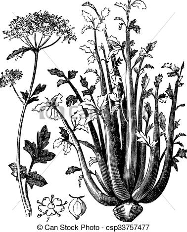 Vectors Illustration of Celery or Selinon vintage engraving.