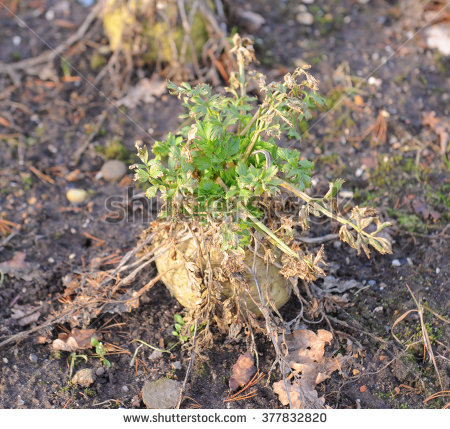 Apium Graveolens Lizenzfreie Bilder und Vektorgrafiken kaufen.