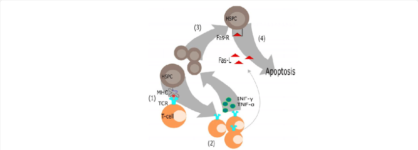 Possible mechanism of an autoimmune mediated bone marrow.