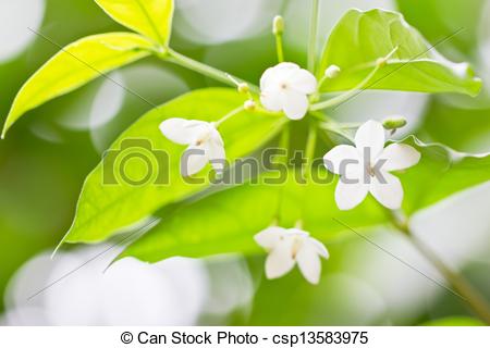 Picture of Wrightia religiosa, apocynaceae, tropical white little.