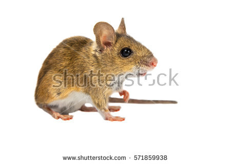 Field Mouse Apodemus Sylvaticus On Forest Stock Photo 143723128.