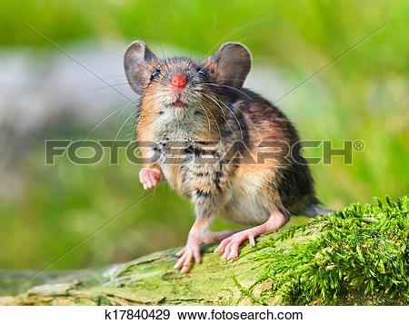 Stock Photograph of Field Mouse (Apodemus sylvaticus) k17840429.