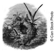 Apodiformes Stock Illustration Images. 5 Apodiformes illustrations.