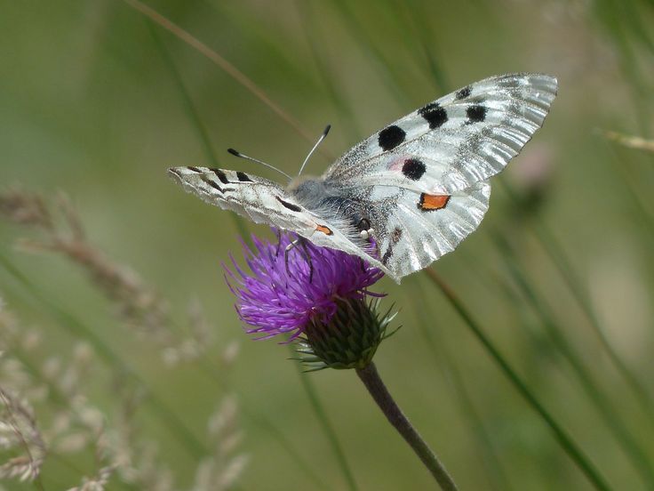 1000+ images about Butterflies on Pinterest.