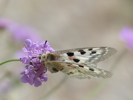 Papilionidae.