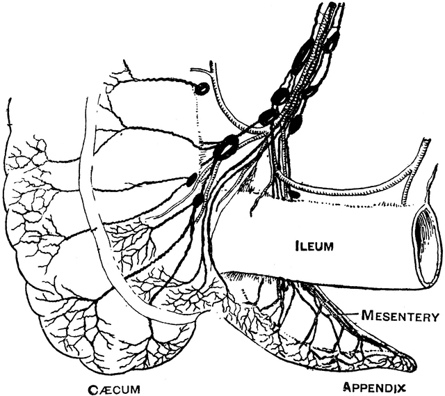 Lymphatics of the Caecum and Appendix.