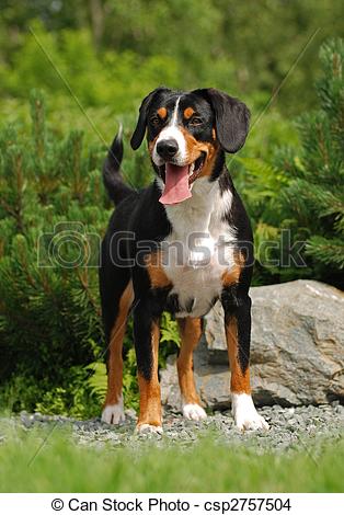 Stock Photo of The Appenzeller Sennenhund is a medium.