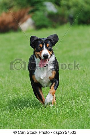 Stock Photos of The Appenzeller Sennenhund is a medium.
