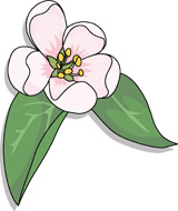 Apple Blossom Clip Art.