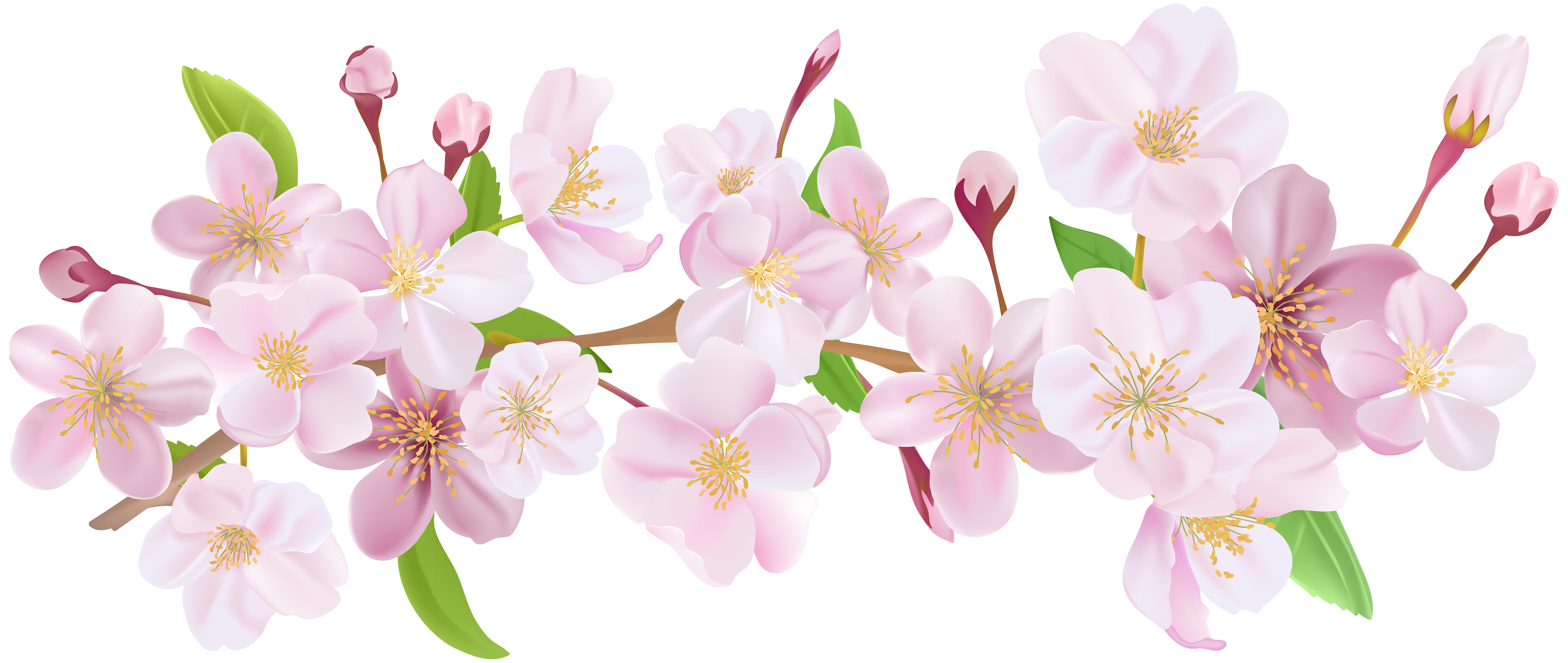 Sakura Gif Transparent : Cherry Blossom Tree Png, Vector, Psd, And ...