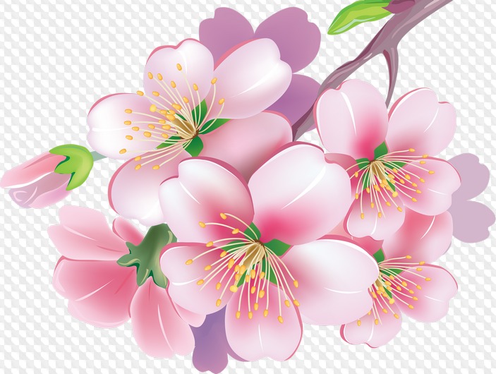 26 PNG, Flowering branches of apple trees, Apple Blossom.