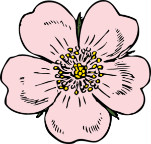 Wild Rose Bloom Clip Art.