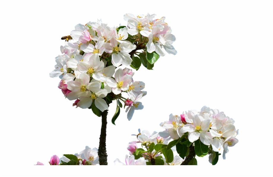 Apple Blossom, Isolated, Spring, Close Up, Apple Tree.