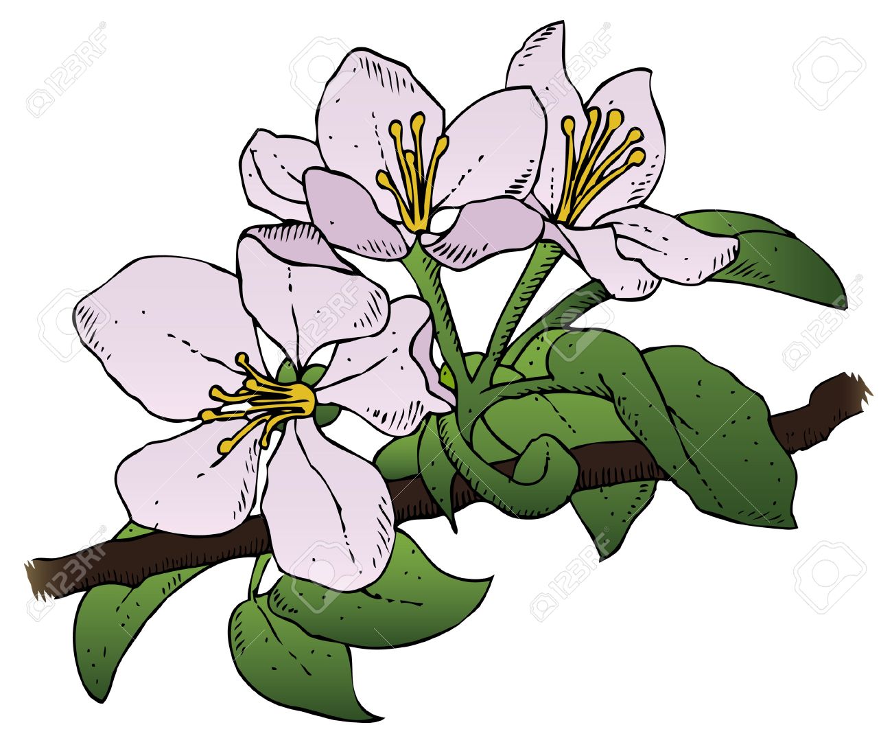 Apple blossoms clipart 20 free Cliparts | Download images on Clipground ...