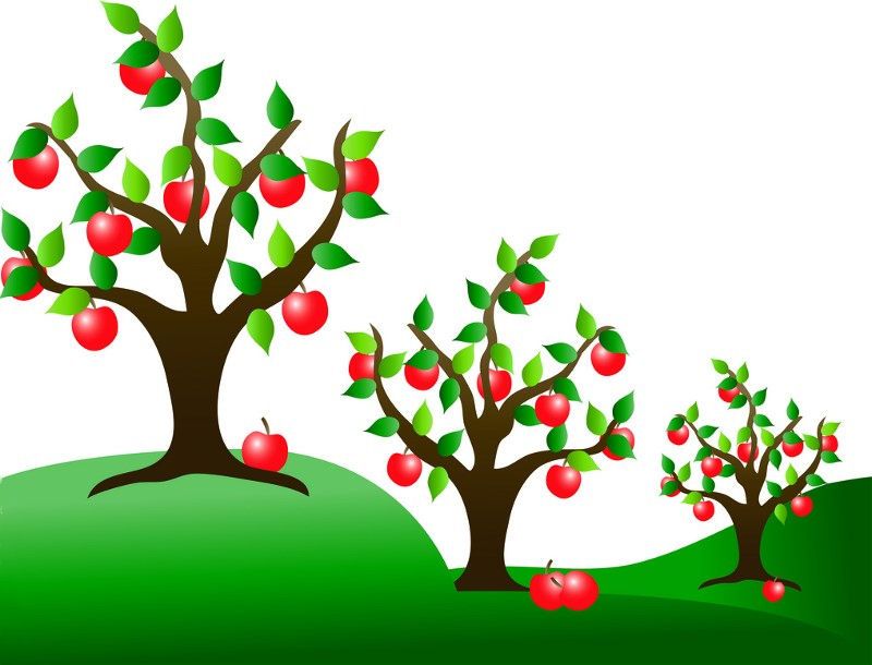 Apple Orchard.