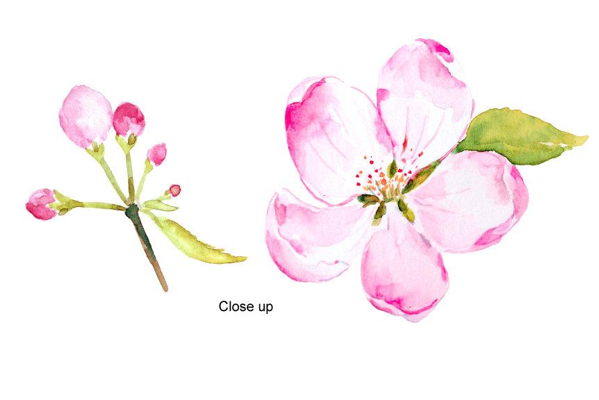 Apple Flower Clipart.