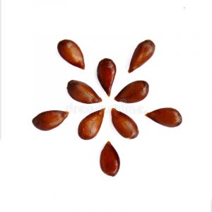 Apple Seeds Clipart.