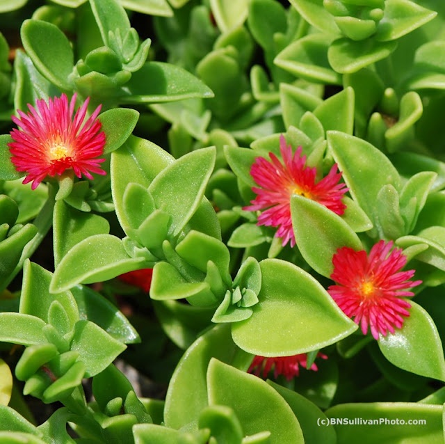 1000+ images about Gardening ✿ Mediterranean on Pinterest.