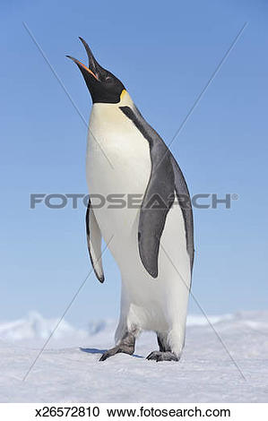 Stock Photography of Emperor Penguin (Aptenodytes forsteri.
