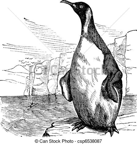 Vectors Illustration of King Penguin or Aptenodytes patagonicus.