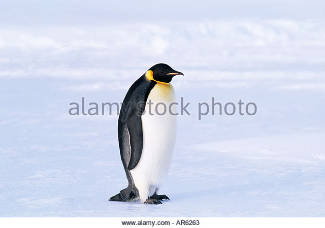 Emperor Penguin Stock Photos & Emperor Penguin Stock Images.