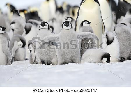 Picture of Emperor penguins (Aptenodytes forsteri).