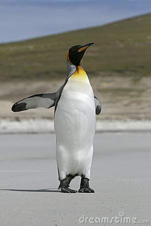 King Penguin (Aptenodytes Patagonicus) Stock Image.