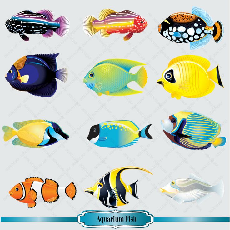 Download Aquarium fish clipart 20 free Cliparts | Download images ...