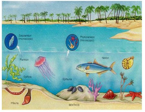 Marine Ecosystem Drawing at GetDrawings.com.